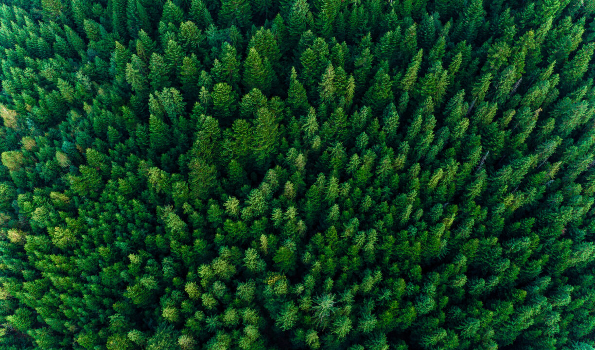 Flygbild över skog